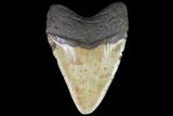 Large, Fossil Megalodon Tooth - North Carolina #75534-2